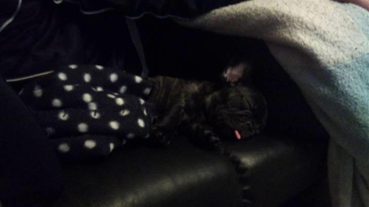 Fransk bulldog Ozzy billede 3