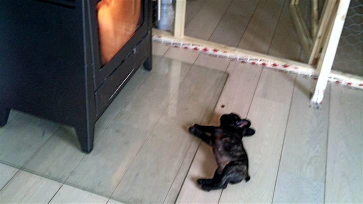 Fransk bulldog Ozzy billede 4