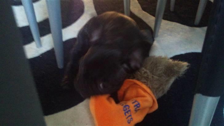 Fransk bulldog Ozzy billede 5