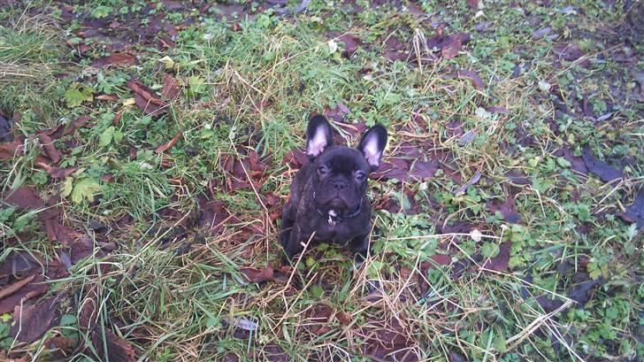 Fransk bulldog Ozzy billede 6