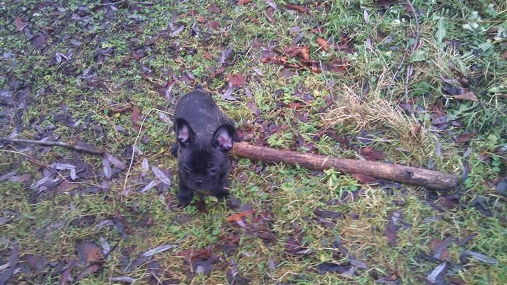 Fransk bulldog Ozzy billede 7