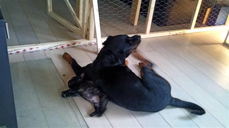 Fransk bulldog Ozzy billede 8