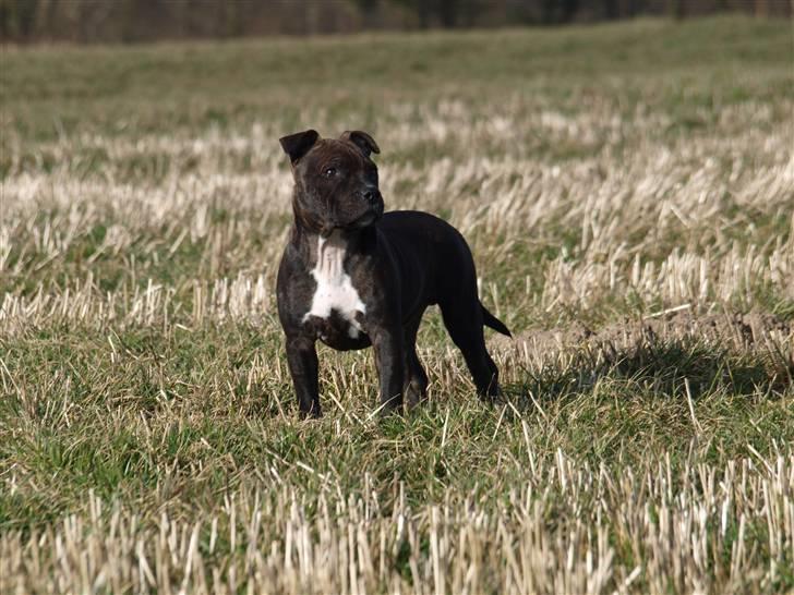 Staffordshire bull terrier Albert billede 10