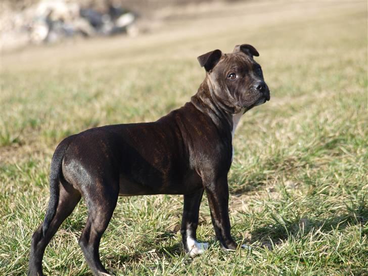 Staffordshire bull terrier Albert billede 12