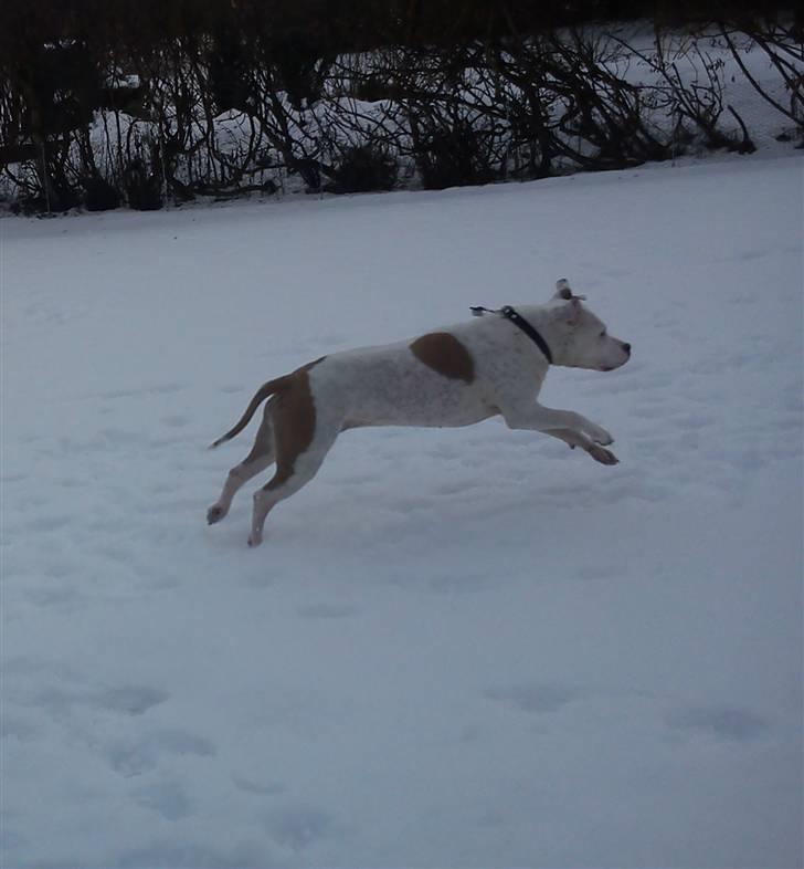Amerikansk staffordshire terrier Two-Face - I fuldt firspring efter tennisbold vinter ´10 billede 18