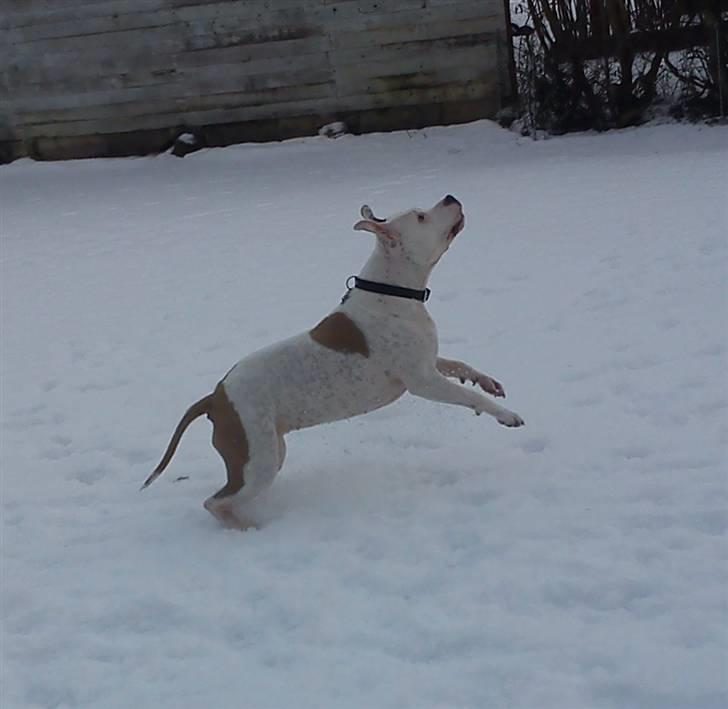 Amerikansk staffordshire terrier Two-Face - Den er liiiige der billede 19