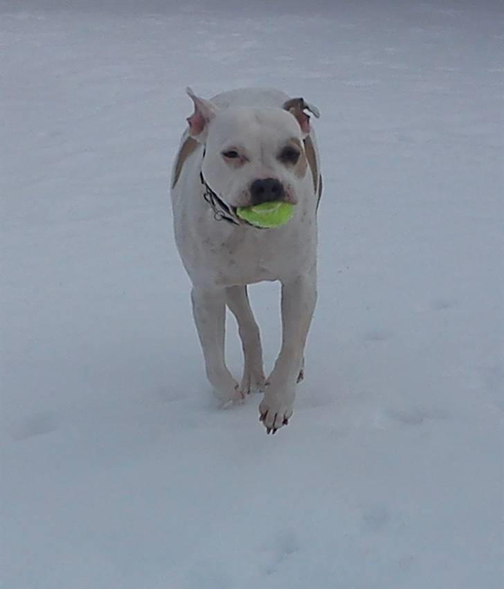 Amerikansk staffordshire terrier Two-Face - Meget tilfreds med livet vinter ´10 billede 20