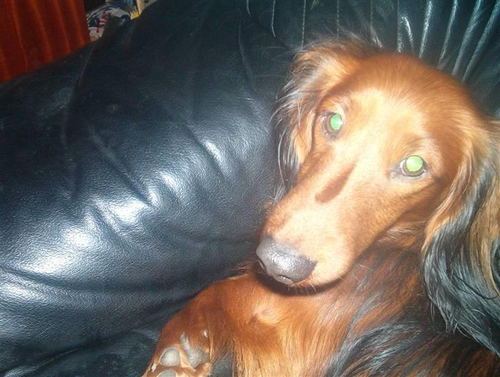 Gravhund Sam billede 1