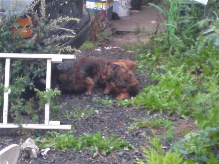 Gravhund Sam billede 2