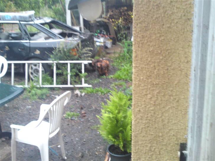 Gravhund Sam billede 3