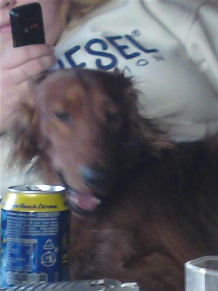 Gravhund Sam billede 4