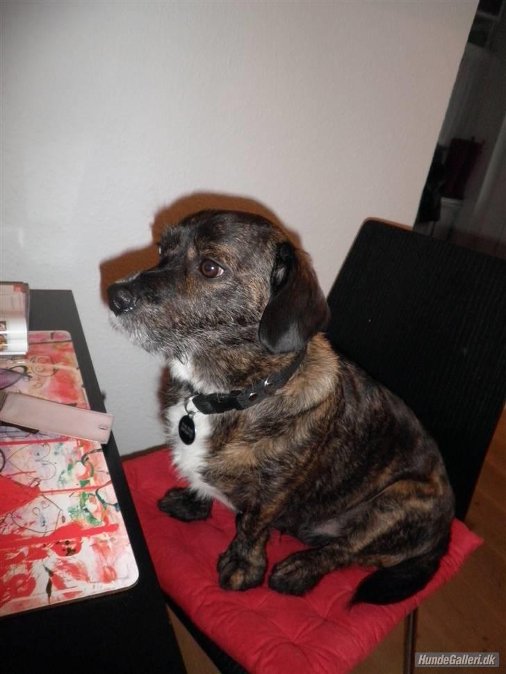 Blanding af racer Dalton billede 20