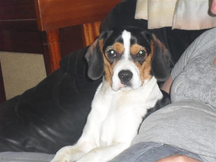 Blanding af racer Sally  billede 1