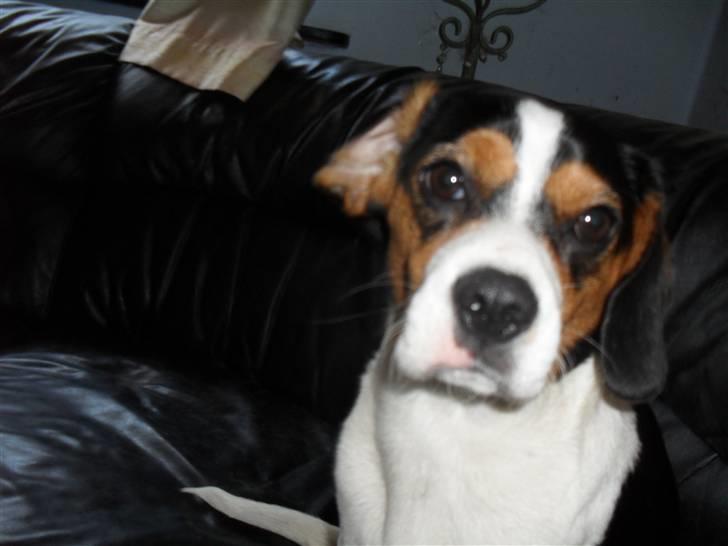 Blanding af racer Sally  billede 2