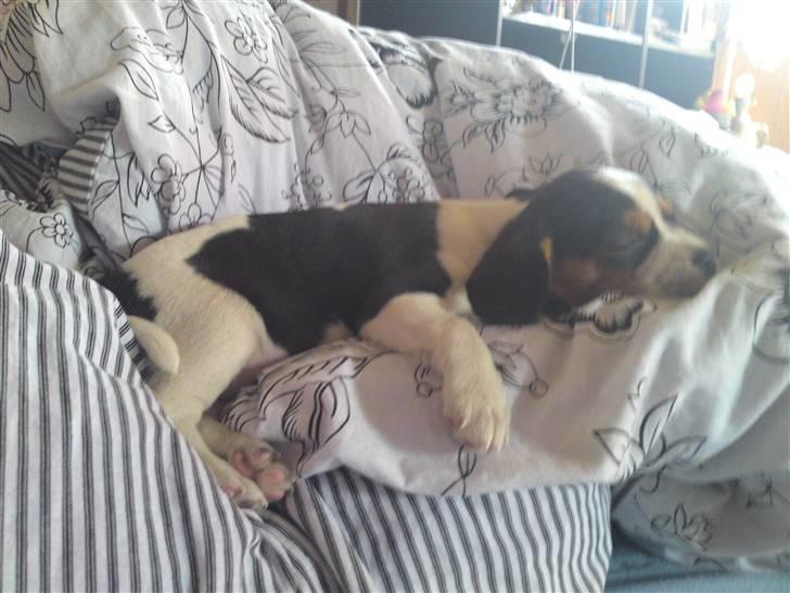 Blanding af racer Sally  billede 3