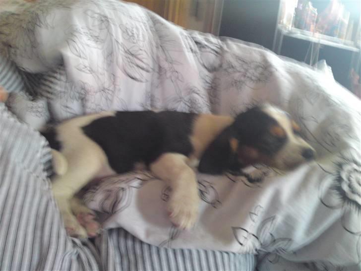 Blanding af racer Sally  billede 4