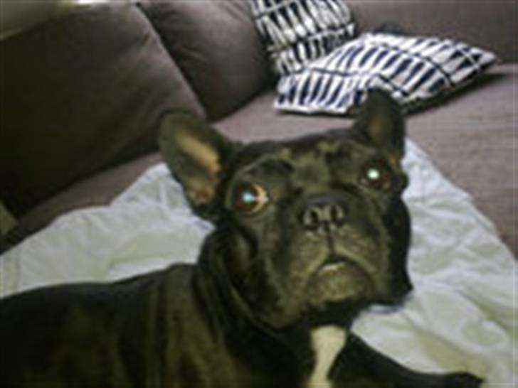 Fransk bulldog Petri.. billede 4