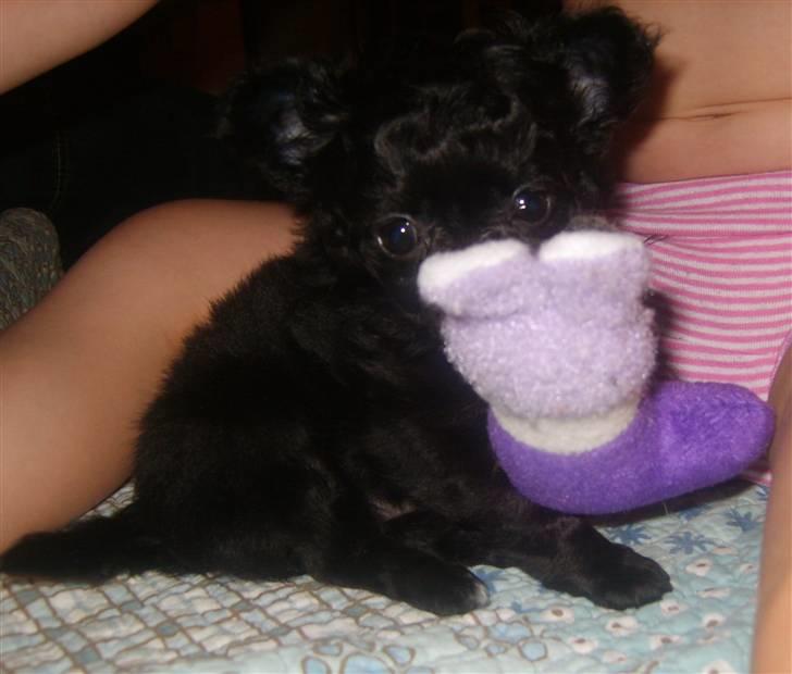 Chihuahua Sille billede 3