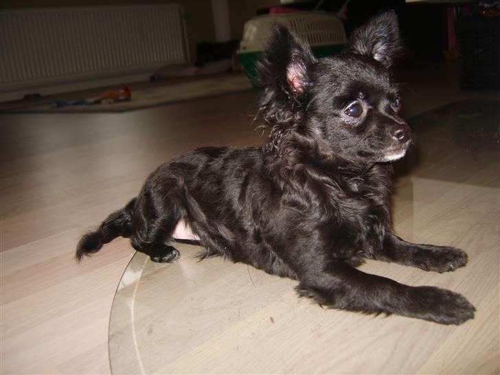 Chihuahua Sille billede 4