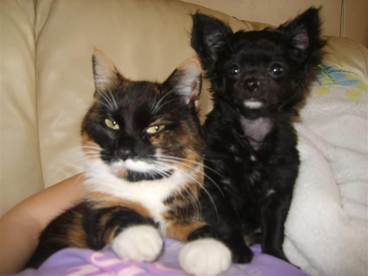 Chihuahua Sille billede 5