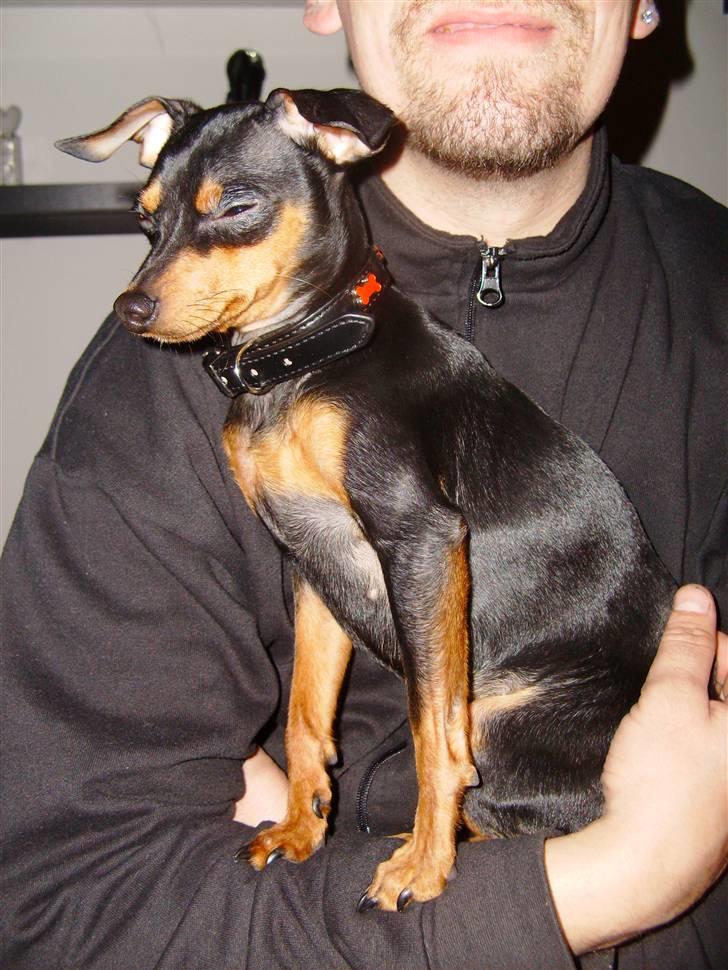 Prazsky krysarik Eta billede 14