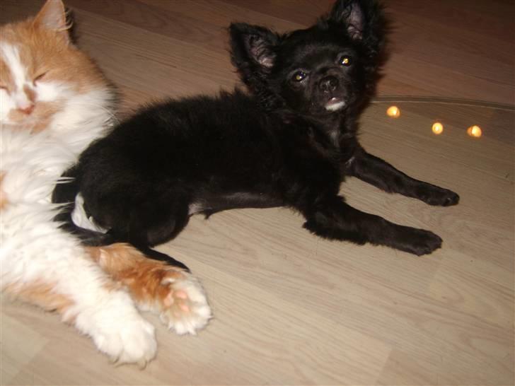 Chihuahua Sille billede 6