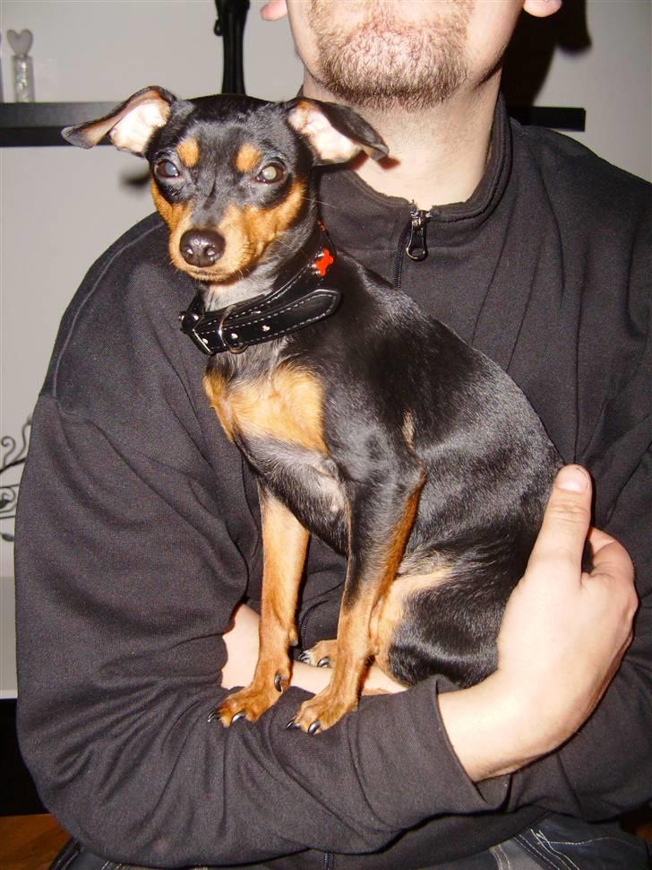 Prazsky krysarik Eta billede 15