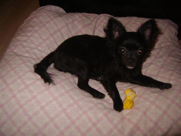 Chihuahua Sille billede 7