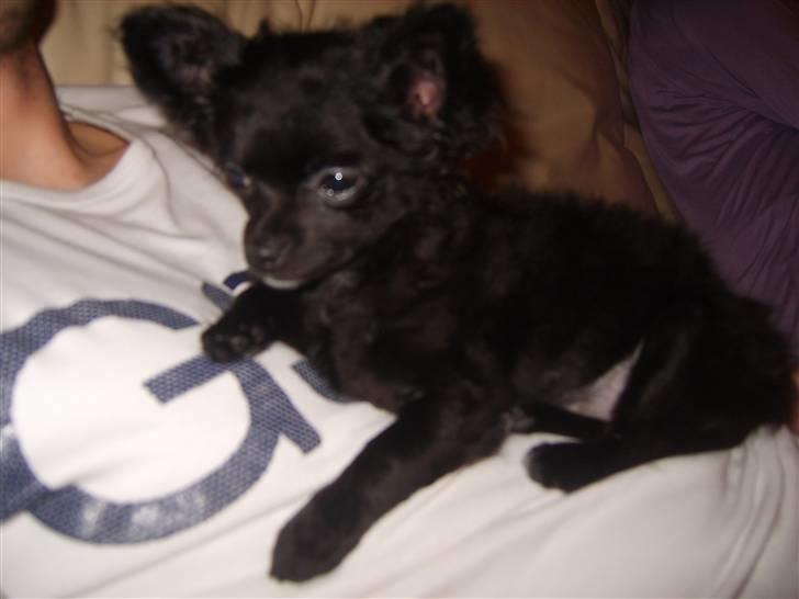 Chihuahua Sille billede 8