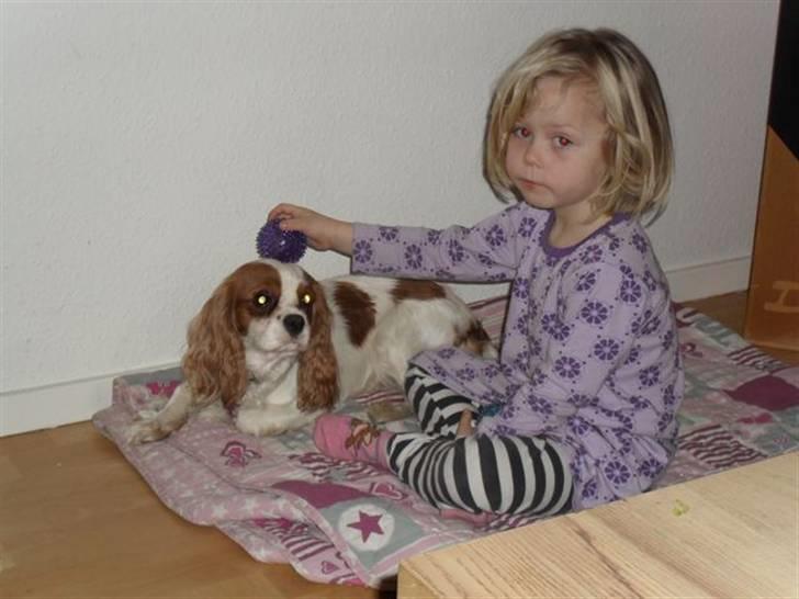 Cavalier king charles spaniel Jessica <3 Min Engel<3 billede 7