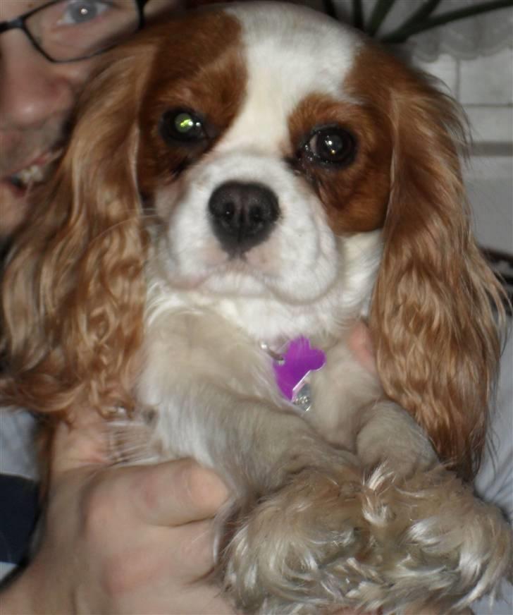 Cavalier king charles spaniel Jessica <3 Min Engel<3 billede 8