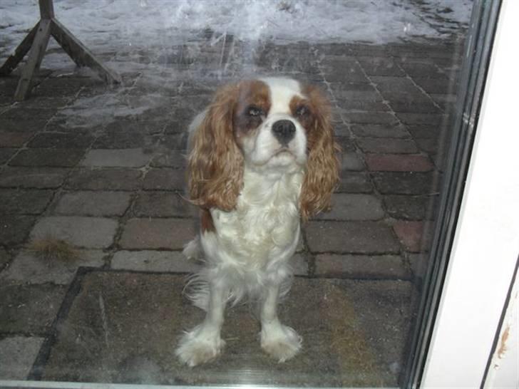 Cavalier king charles spaniel Jessica <3 Min Engel<3 billede 9