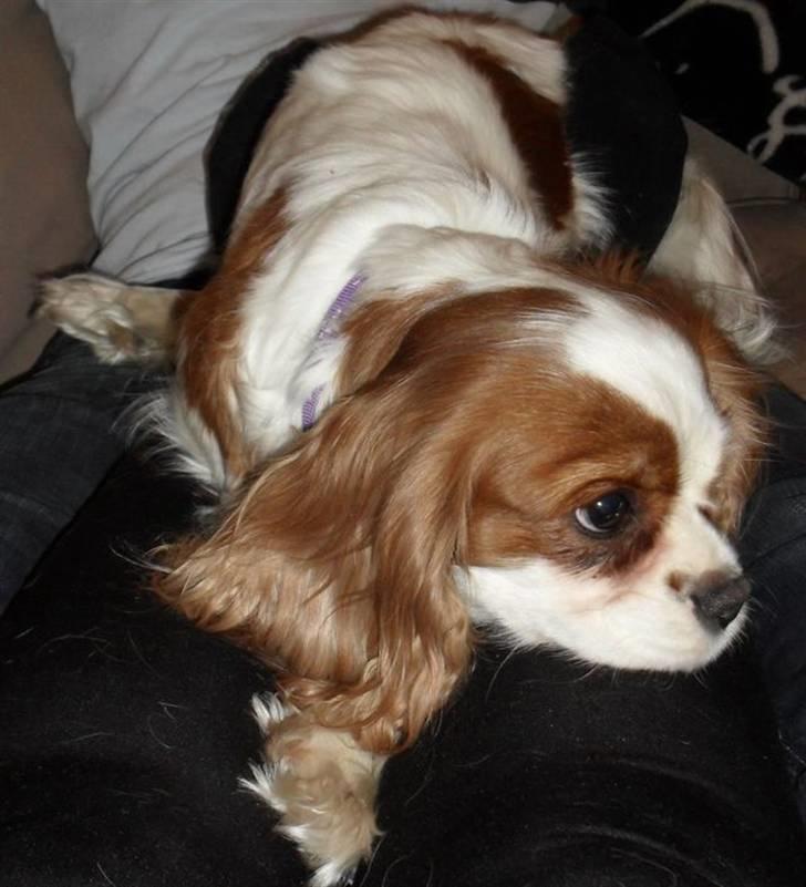 Cavalier king charles spaniel Jessica <3 Min Engel<3 billede 10
