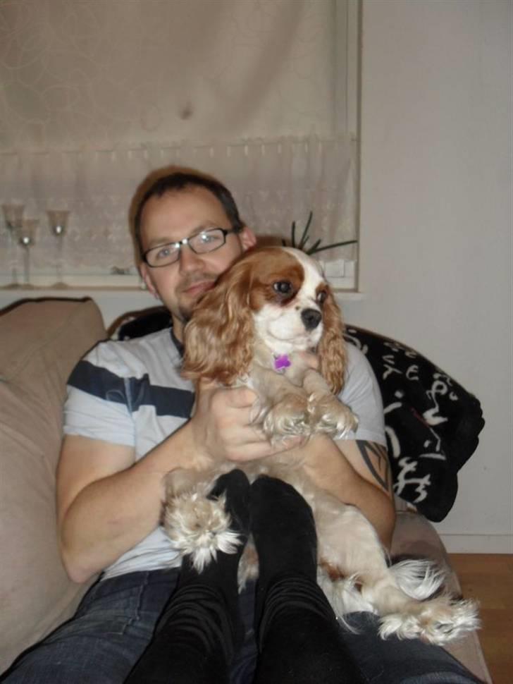 Cavalier king charles spaniel Jessica <3 Min Engel<3 billede 11