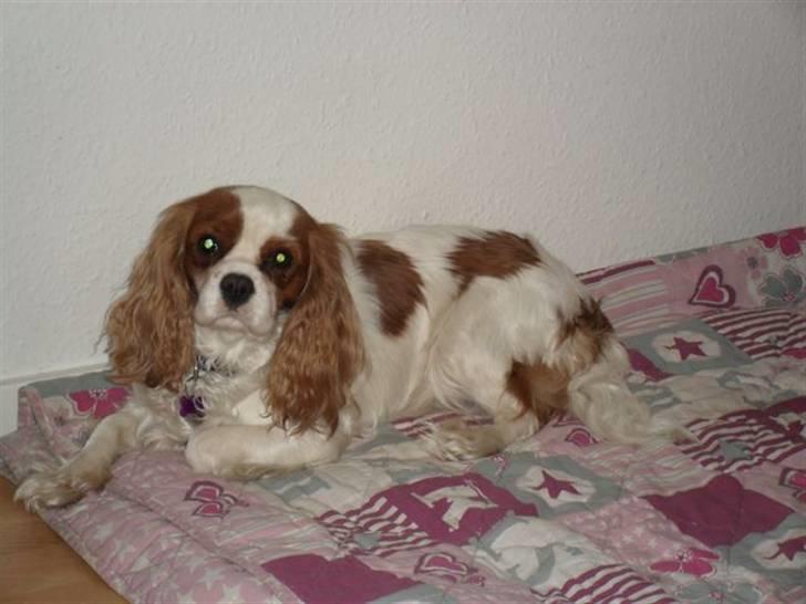 Cavalier king charles spaniel Jessica <3 Min Engel<3 billede 12