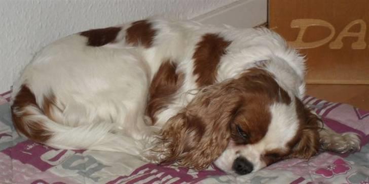 Cavalier king charles spaniel Jessica <3 Min Engel<3 billede 13