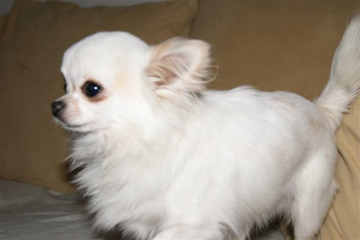 Chihuahua Pablo billede 6