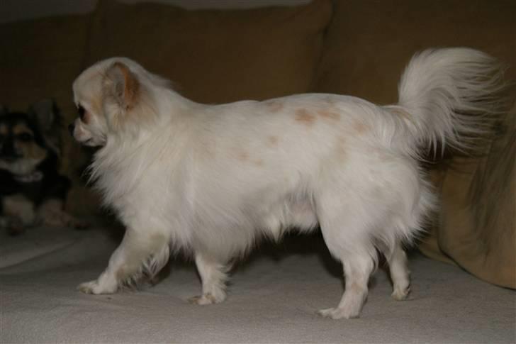 Chihuahua Pablo billede 7