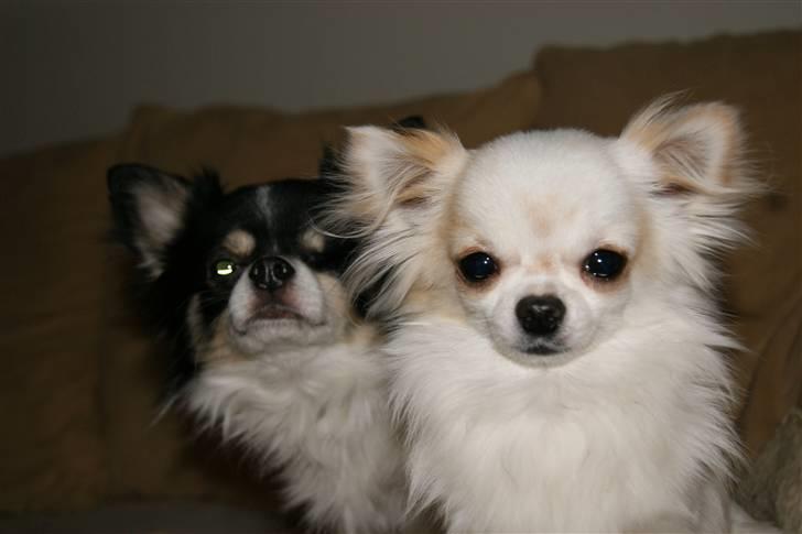 Chihuahua Pablo billede 8