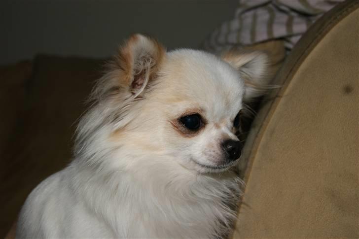 Chihuahua Pablo billede 9
