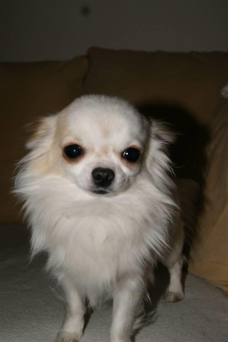 Chihuahua Pablo billede 10