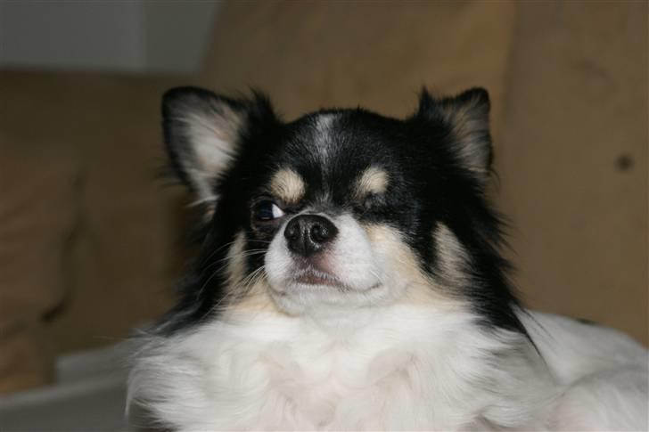 Chihuahua Tyson billede 1