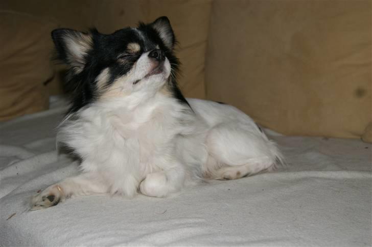 Chihuahua Tyson billede 2