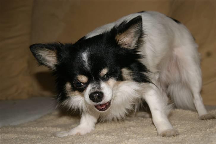 Chihuahua Tyson billede 3