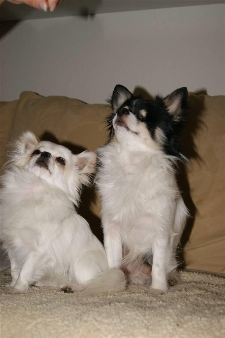 Chihuahua Tyson billede 4