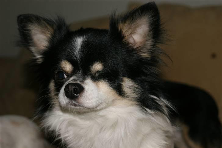 Chihuahua Tyson billede 5