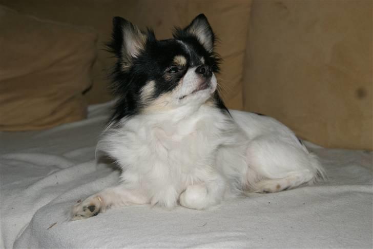 Chihuahua Tyson billede 6