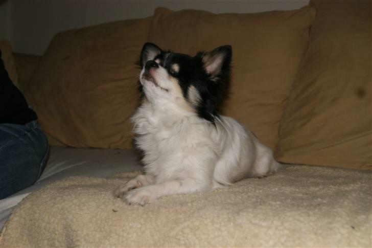 Chihuahua Tyson billede 7