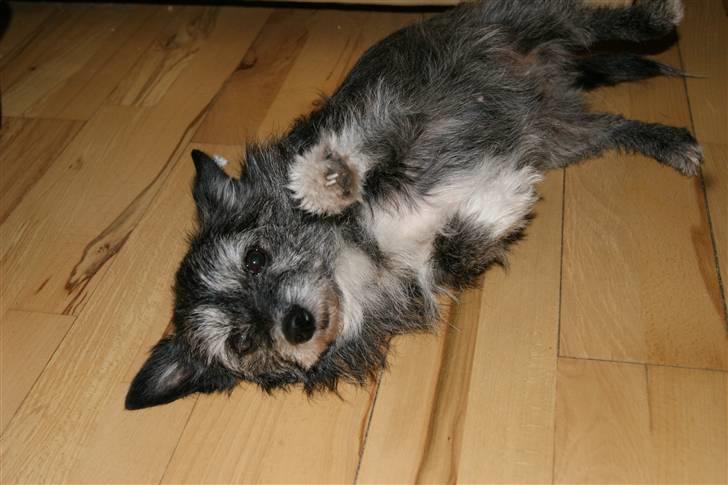 Blanding af racer Gizmo  billede 9