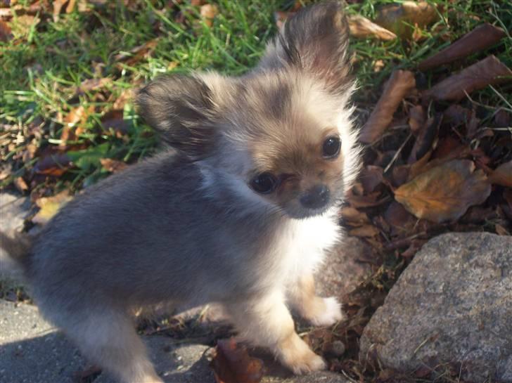 Chihuahua Eva (SOLGT) billede 1